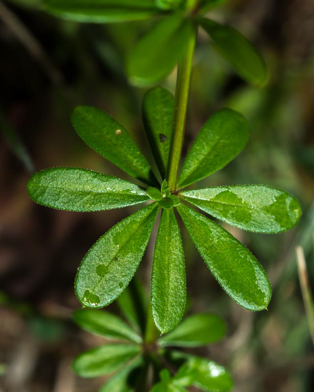 Galium mollugo subsp. erectum ?